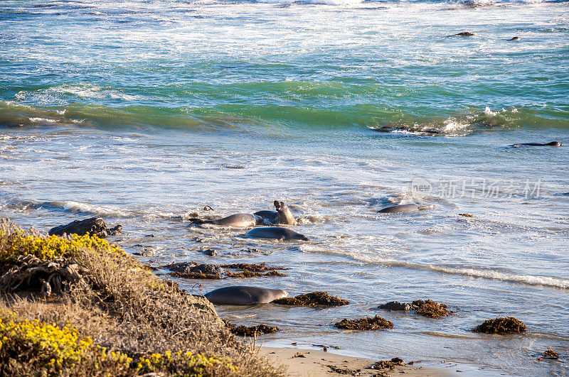 北部象海豹(Mirounga angustirostris)在加利福尼亚海岸的太平洋中游泳
